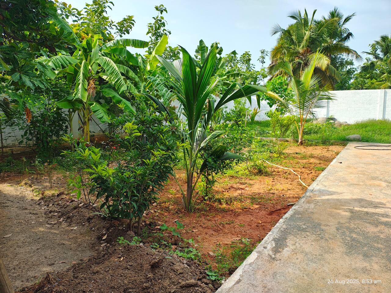 Tranquil morning garden surrounded by lush greenery