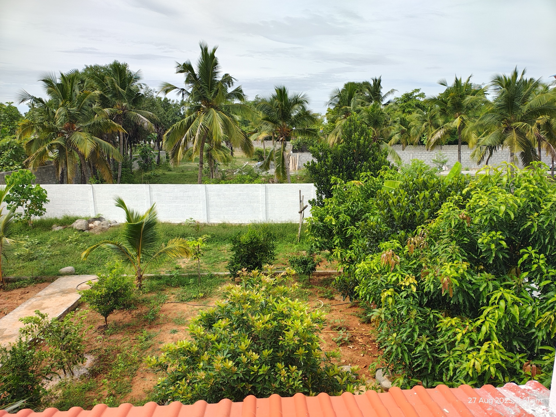 Private fruit orchard with mango, guava and coconut trees