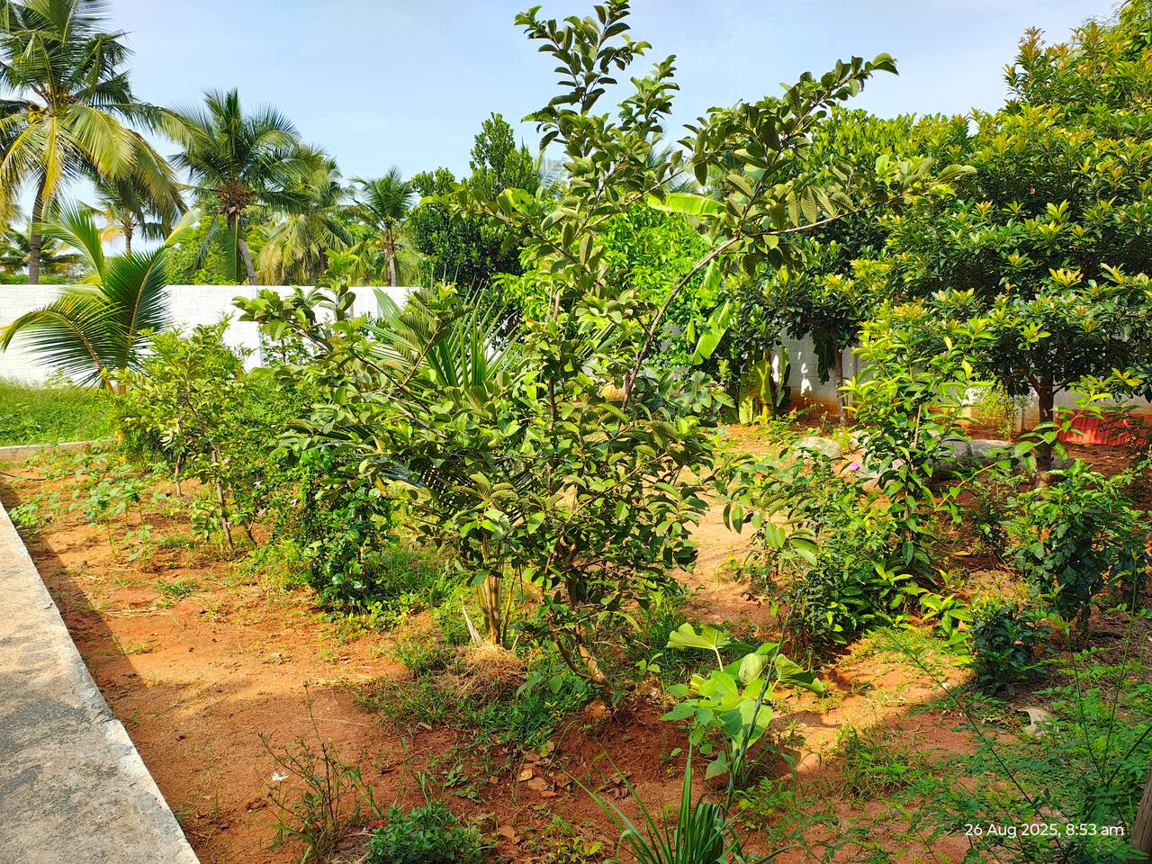 Peaceful garden retreat perfect for evening relaxation